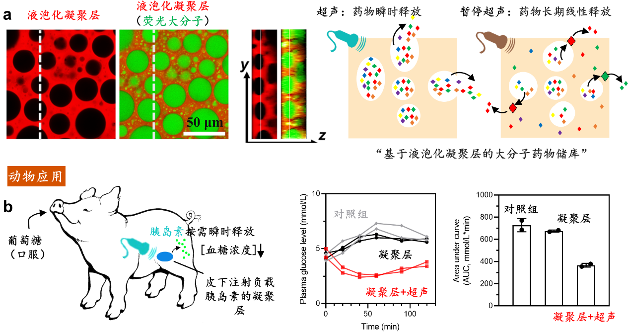 华南理工大学赵鹏超、边黎明《Mater. Today》: 液泡化凝聚层调节大分子药物释放动力学 -湖北工业大学-轻工材料湖北省重点实验室